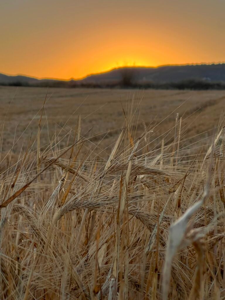 CAMPOS DE TRIGO